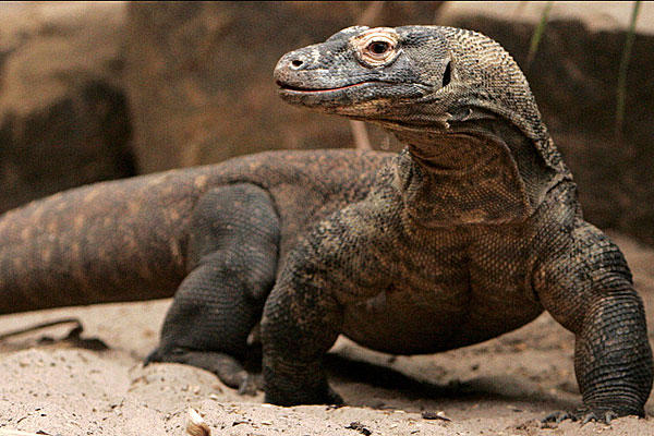 Komodo Dragons and Other Monitors | Genesis Park